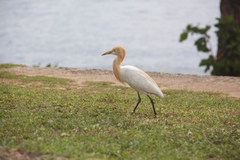 Bubulcus ibis