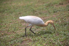 Bubulcus ibis