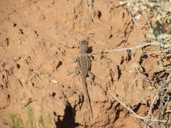 Sceloporus graciosus graciosus