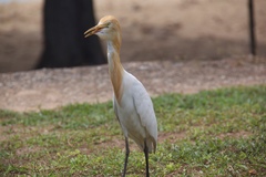 Bubulcus ibis