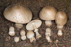 Amanita chrysoblema