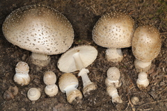 Amanita chrysoblema