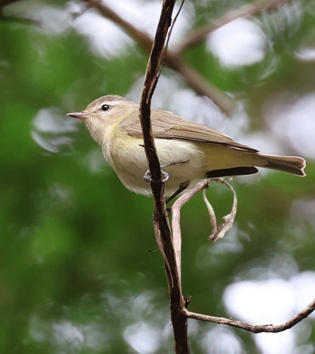 Warbling Vireo (Vireo gilvus), photo 4