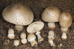 Amanita chrysoblema