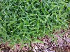 Stellaria fenzlii