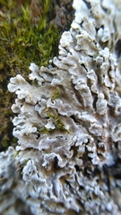 Physconia distorta