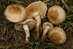 Pholiota angustipes