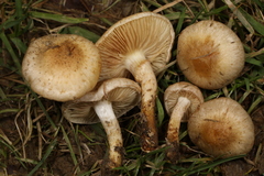 Pholiota angustipes