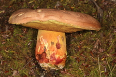 Butyriboletus brunneus