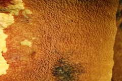 Butyriboletus brunneus