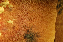 Butyriboletus brunneus