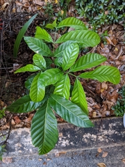 Tracheophyta
