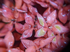 Ixora coccinea