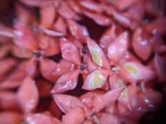 Ixora coccinea