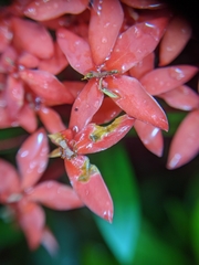 Ixora coccinea