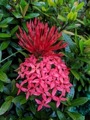 Ixora coccinea