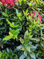 Ixora coccinea