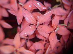 Ixora coccinea