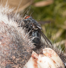 Calliphora livida