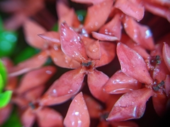 Ixora coccinea