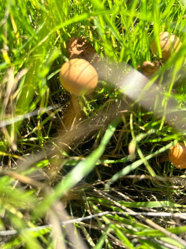 iNaturalist observation photo of Agaricineae