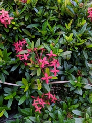 Ixora coccinea