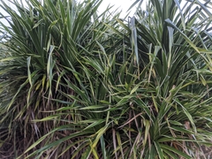 Tracheophyta