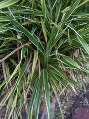 Tracheophyta