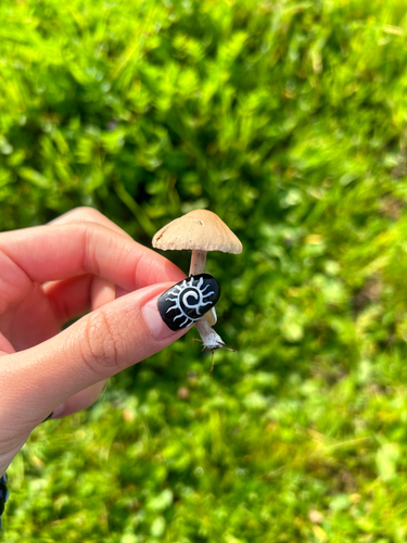 iNaturalist observation photo of Agaricineae