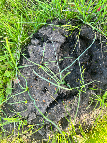 iNaturalist observation photo of Cheilymenia