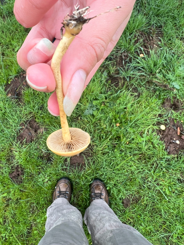 iNaturalist observation photo of Agrocybe