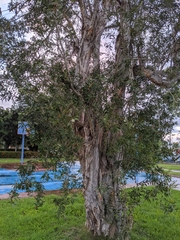 Tracheophyta