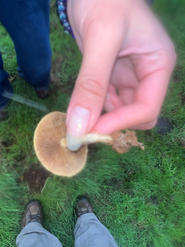 iNaturalist observation photo of Mushrooms, Bracket Fungi, Puffballs, and Allies