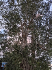 Tracheophyta