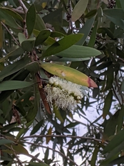 Tracheophyta