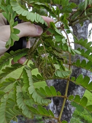 Tracheophyta