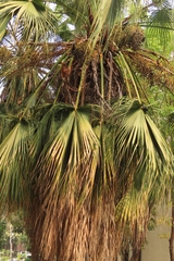 Livistona chinensis