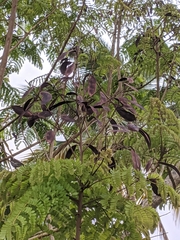 Tracheophyta