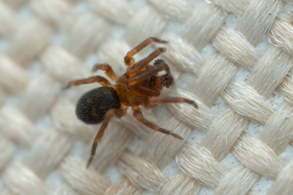 Zanomys aquilonia