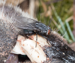 Calliphora livida