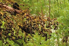 Livistona chinensis