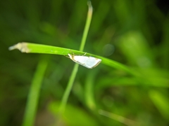 Lepidoptera