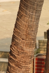 Livistona chinensis