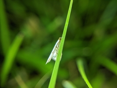 Lepidoptera