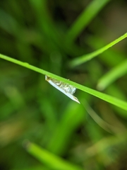 Lepidoptera