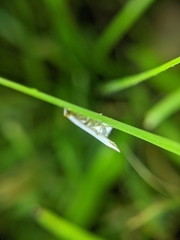 Lepidoptera