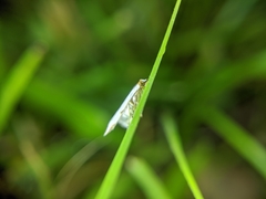 Lepidoptera