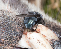 Calliphora livida