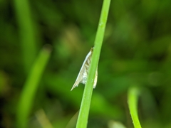 Lepidoptera