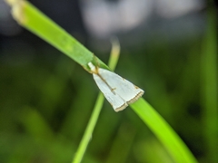 Lepidoptera